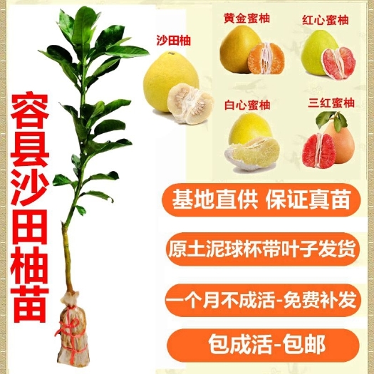容县沙田柚子树苗当年结果桂柚树苗白心三红纯甜嫁接蜜柚子苗庭院盆栽