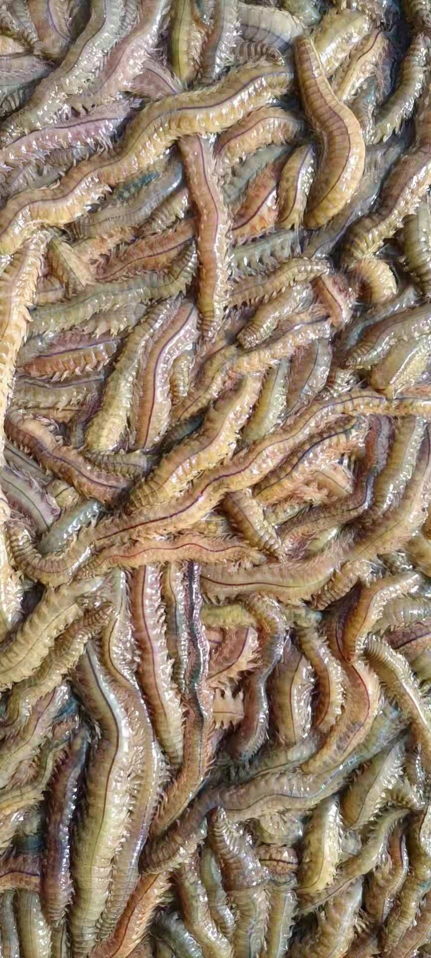  沙蚕活的量大有需要可以联系我