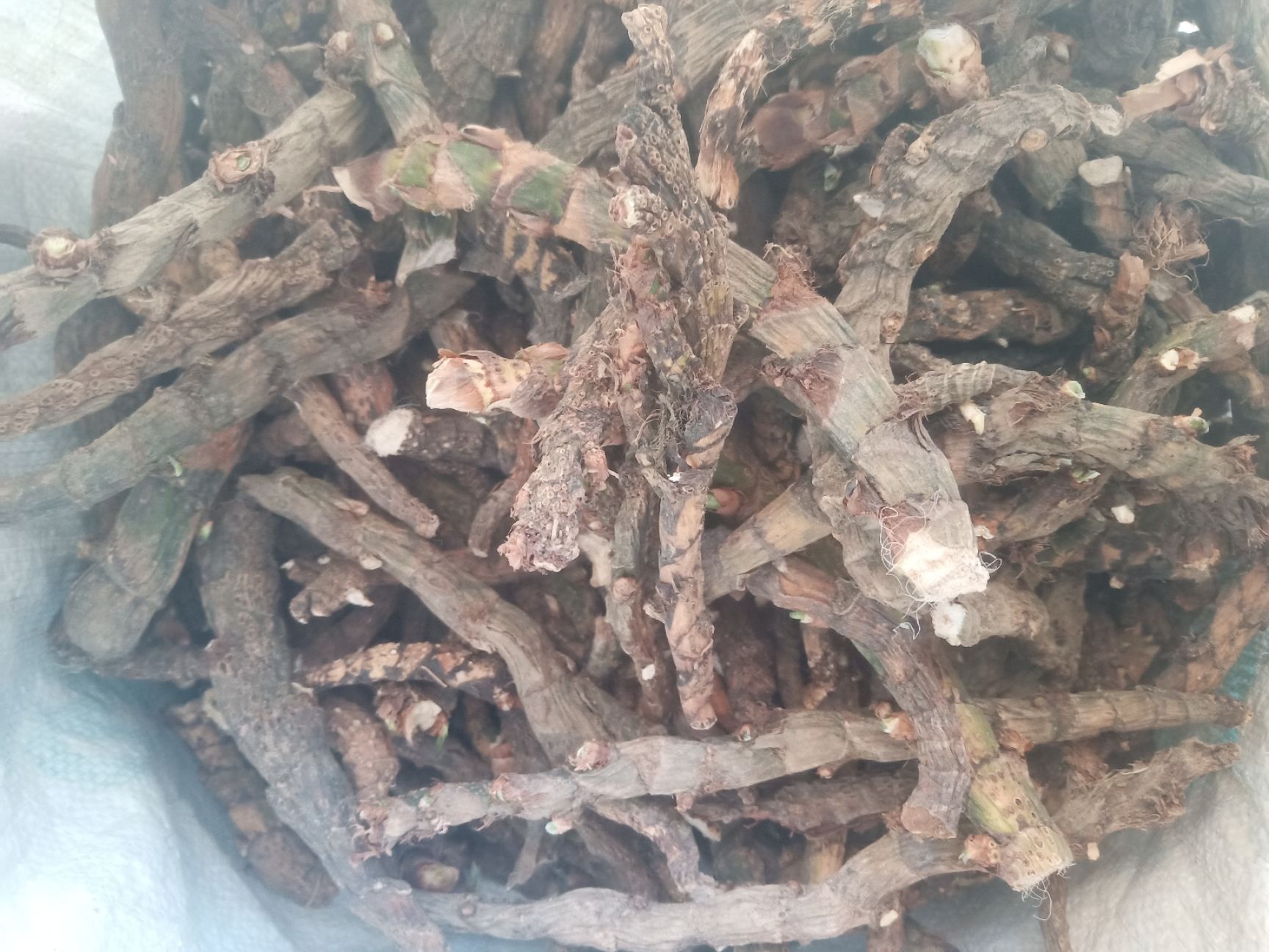 水菖蒲（臭蒲根）新货山东临沂产地直销干净
