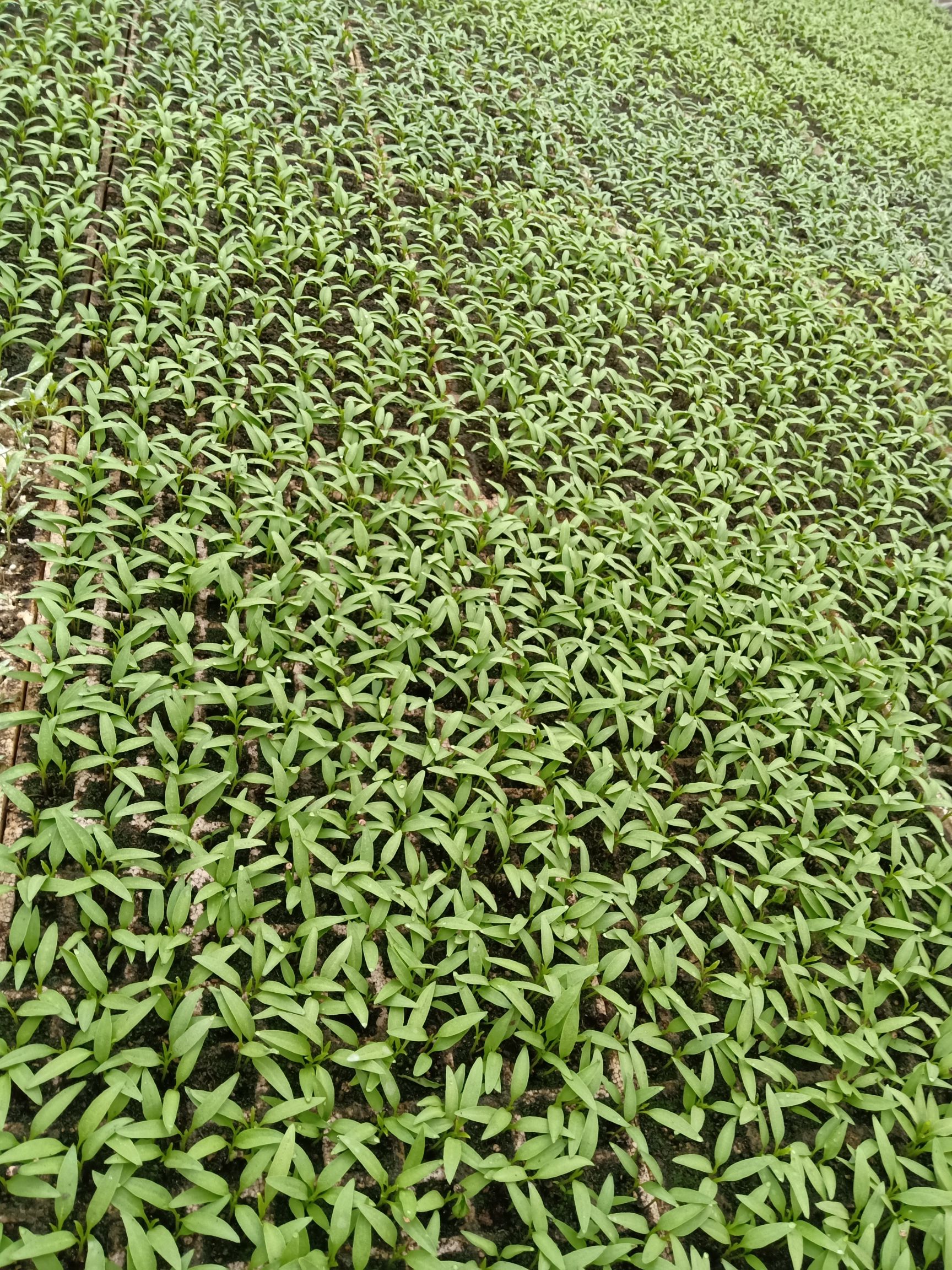 二荆条辣椒苗 8～10片真叶