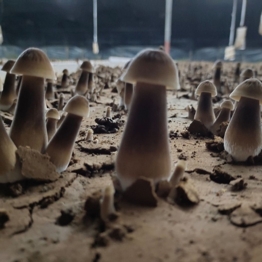 济南鲜鸡枞菌