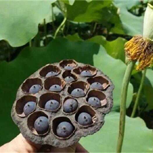 安新县荷花种子