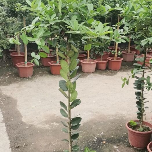 广州柠檬苗 柠檬树，网红产品