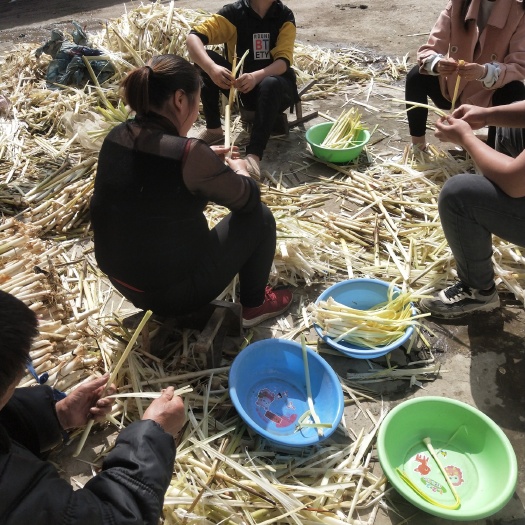 怀远县 天然野生蒲菜品质保证