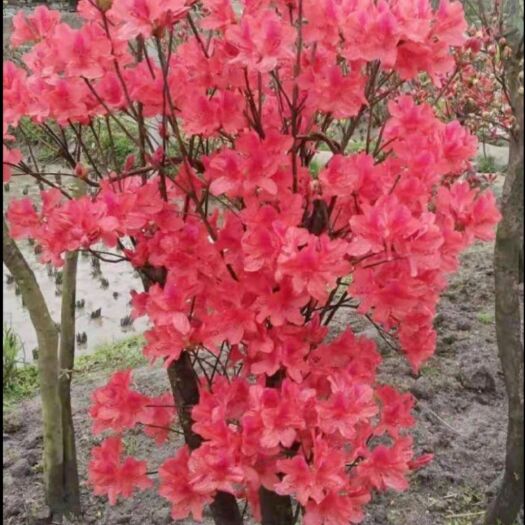 仁化县映山红树桩 杜鹃花卉绿植盆栽