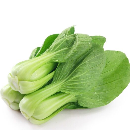 固安县上海青 油菜