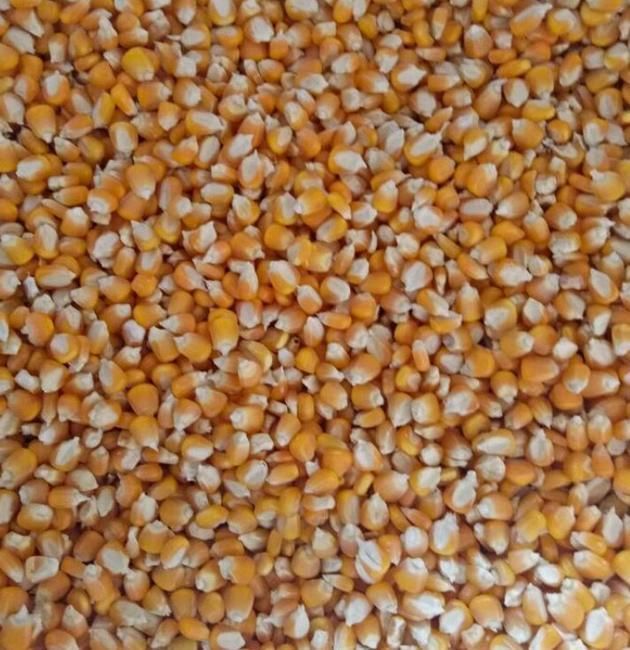 西平县甜玉米粒  干玉米黄玉米粒上市销售水分十四以内