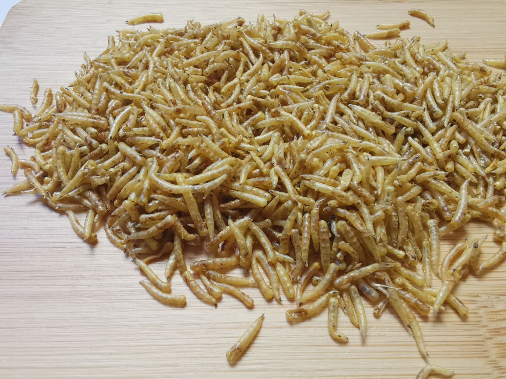 四川蝇蛆养殖/家蝇养殖基地/五谷虫/饲料/昆虫蛋白质/蝇蛆浆