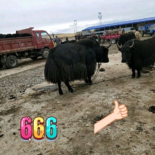 松潘县肉牛 牛牛肉