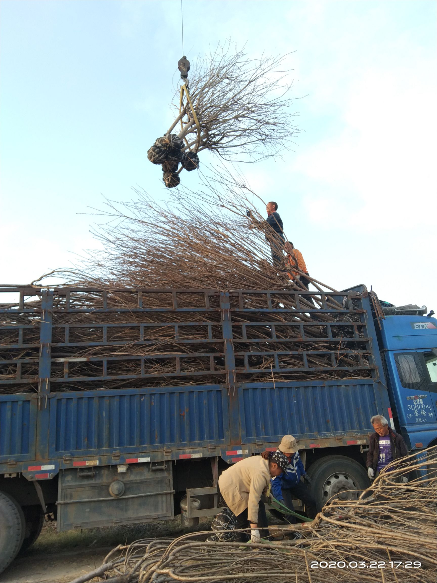日本晚樱 关山樱 粉红花色