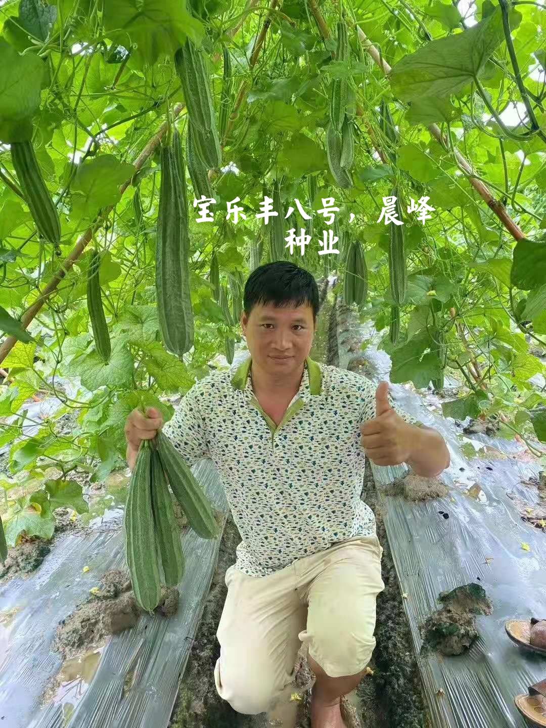 林忠民耐热大肉花点丝瓜种子，高温结果能力强，抗病品质保证