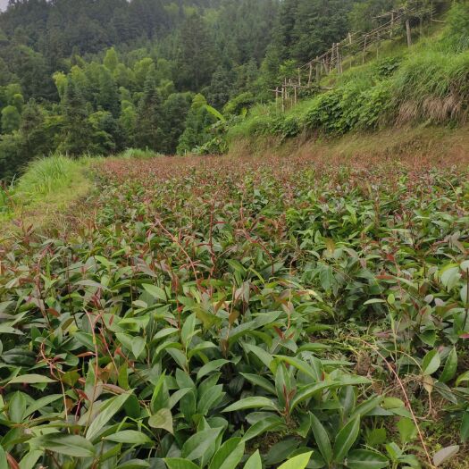 通道县粉红黑老虎苗 