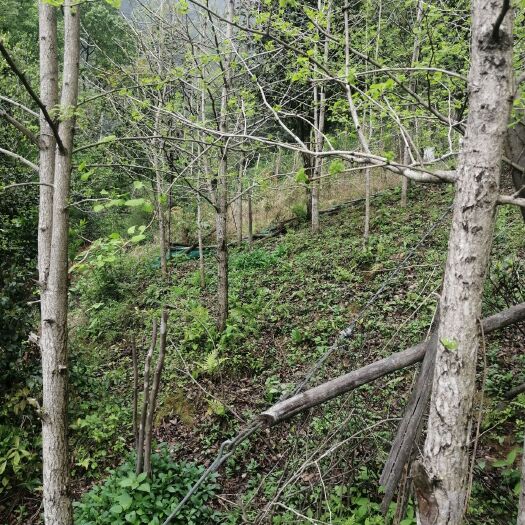 文成县黄金桂花树 由于各方面原困，待出售农家种植景观树