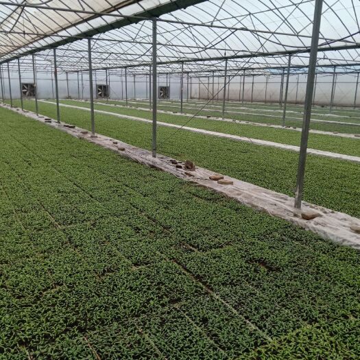 邓州市二荆条辣椒苗 8～10片真叶