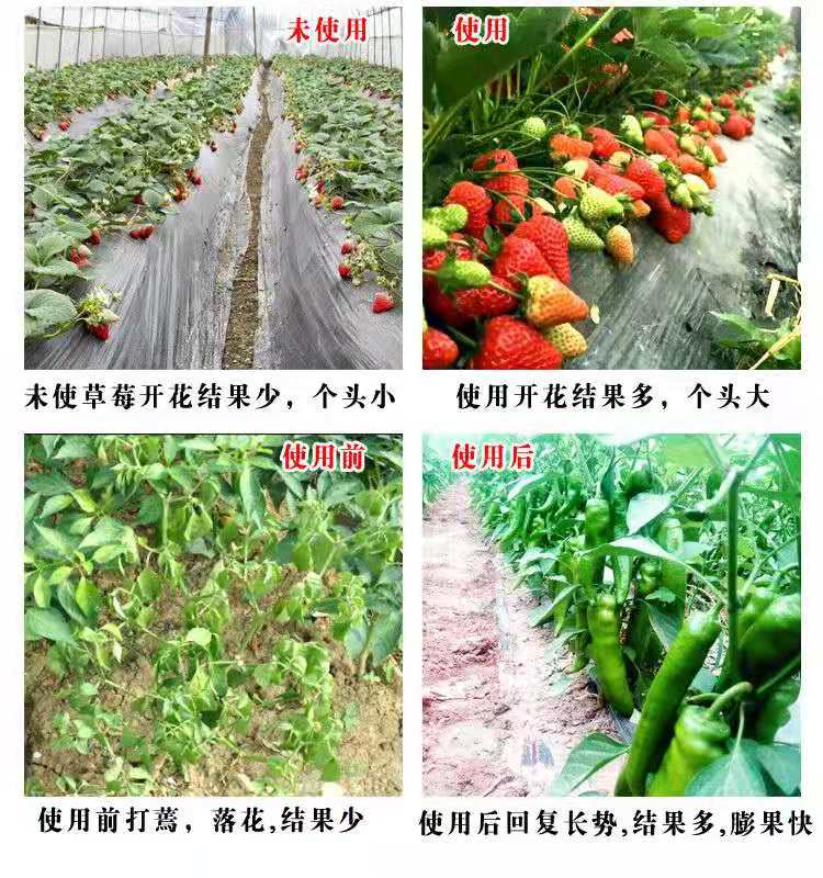 复合微生物肥 生物有机菌肥 有机肥 全水溶颗粒肥
