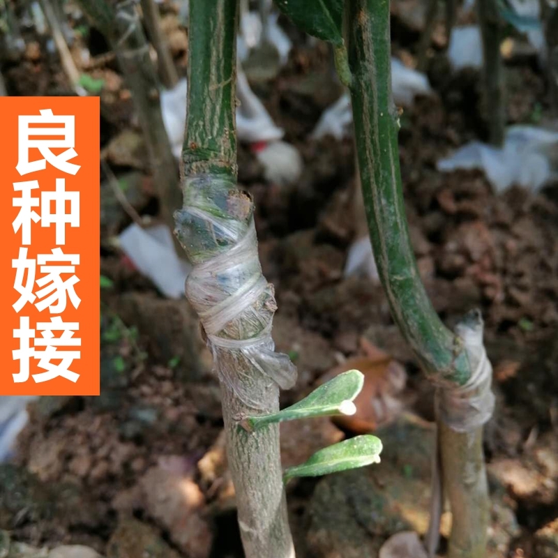 沙田柚子树苗当年结果桂柚树苗白心三红纯甜嫁接蜜柚子苗庭院盆栽