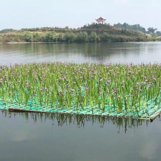 安新县生态浮床  生态浮岛