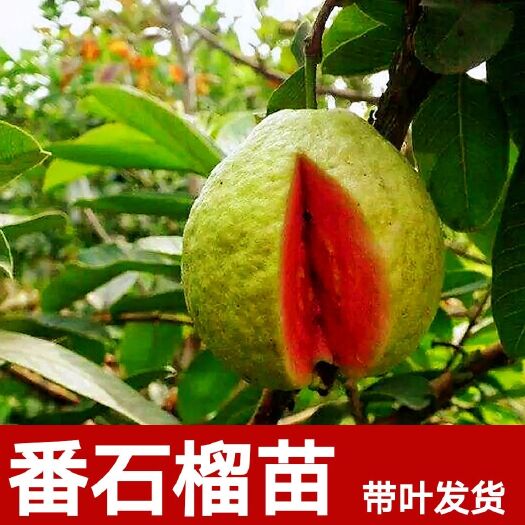 灵山县番石榴苗  西瓜红心芭乐苗 小杯苗包邮发货 靓苗 品质保证