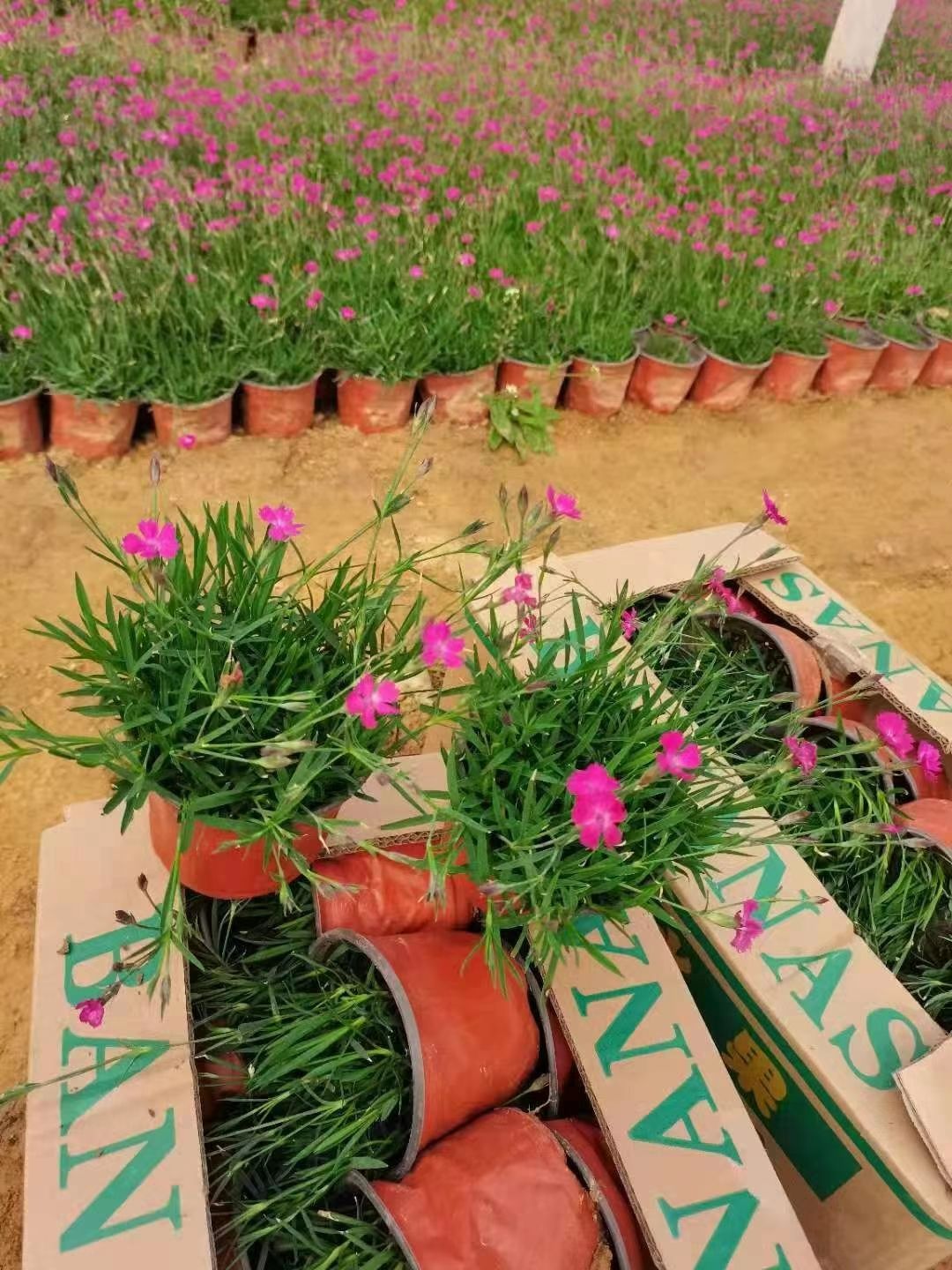  常年开花的草坪—欧石竹种植基地