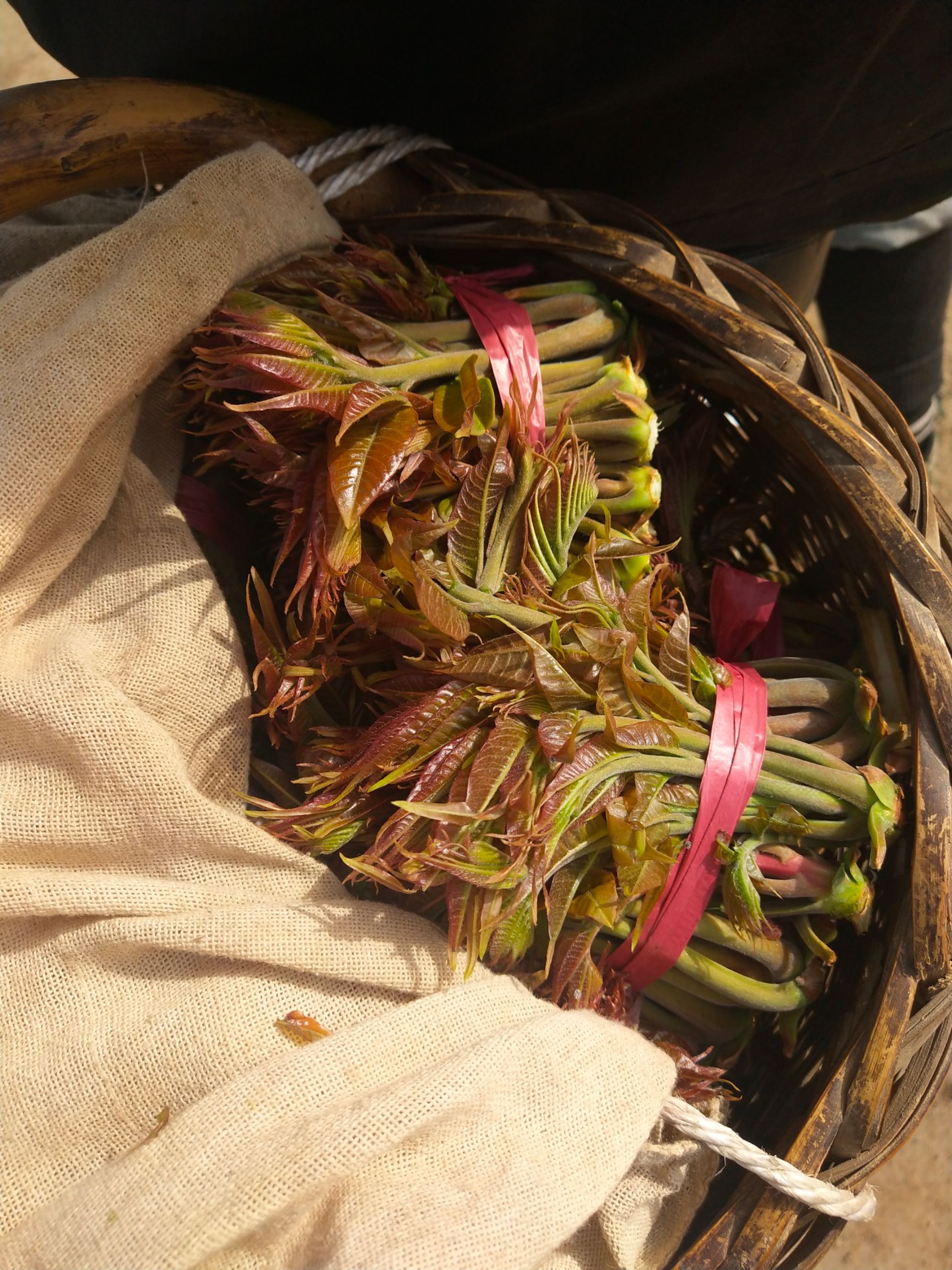 红油香椿  三月份高山天然香椿芽，冬季大棚椿芽