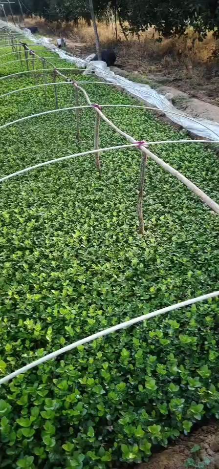 深州市胶东卫矛 15-20 ， ， ， 裸根发货