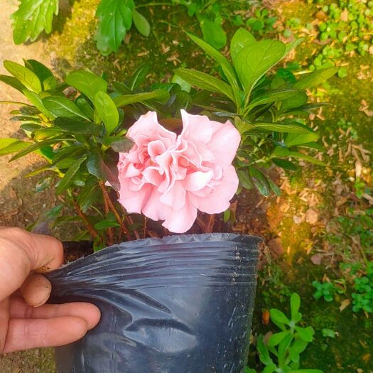 漳平市西洋杜鹃 双色18杯梅红桃红杜鹃花