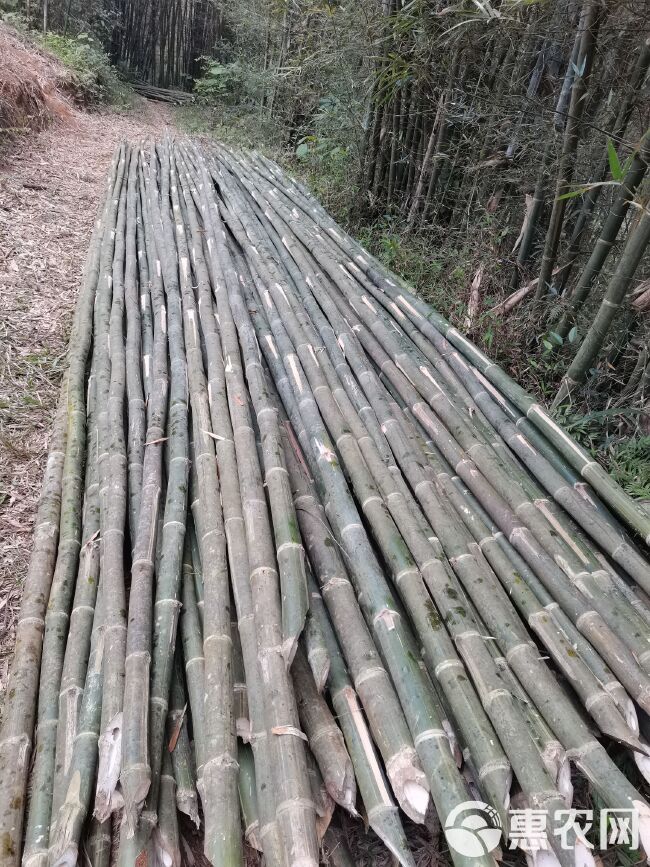 竹竿 高竹排山竹，建筑专用搭架