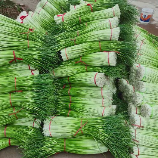 丰县白帽蒜薹 江苏丰县蒜薹大量上市