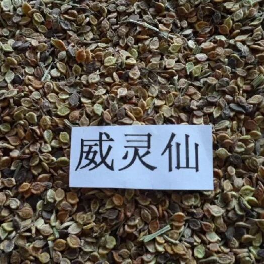 开原市威灵仙种子  威灵仙种籽