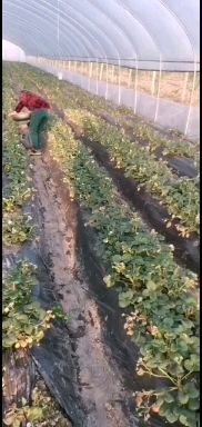 红颜草莓苗  草莓种苗。草莓生产苗。红颜巧克力。