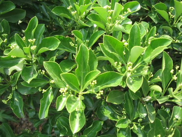 新沂市小叶扶芳藤 卫矛