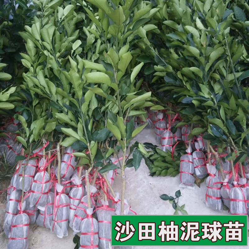 沙田柚子树苗当年结果桂柚树苗白心三红纯甜嫁接蜜柚子苗庭院盆栽