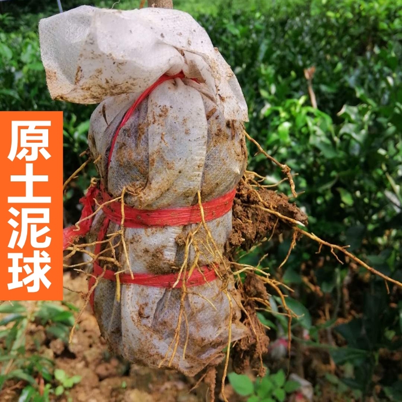 沙田柚子树苗当年结果桂柚树苗白心三红纯甜嫁接蜜柚子苗庭院盆栽