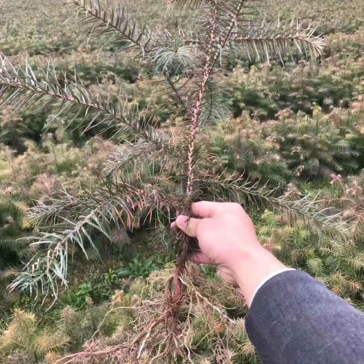永丰县杉木树苗  优质速生杉树苗杉木苗刺杉苗沙木苗植树造林绿化工程