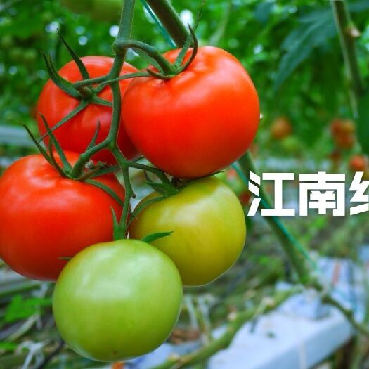 海口精品，大红番茄品种，西红柿种子果型漂亮，硬度好，