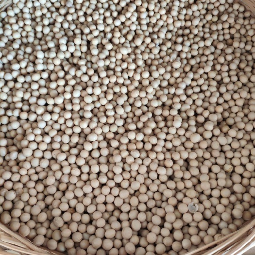 大豆 黄豆