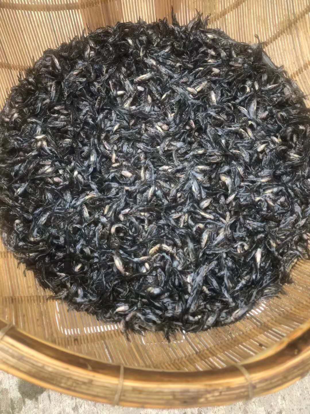 草鱼苗  长期出售各种鱼苗，特色鱼苗