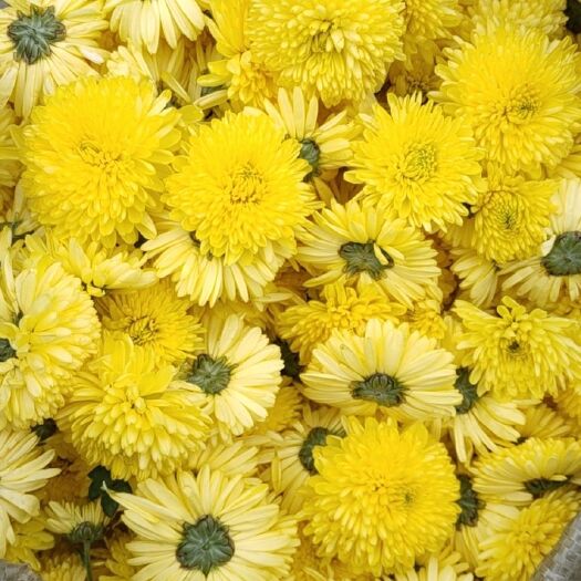 亳州陶菊  大量供应婺源黄菊苗.0.6一颗