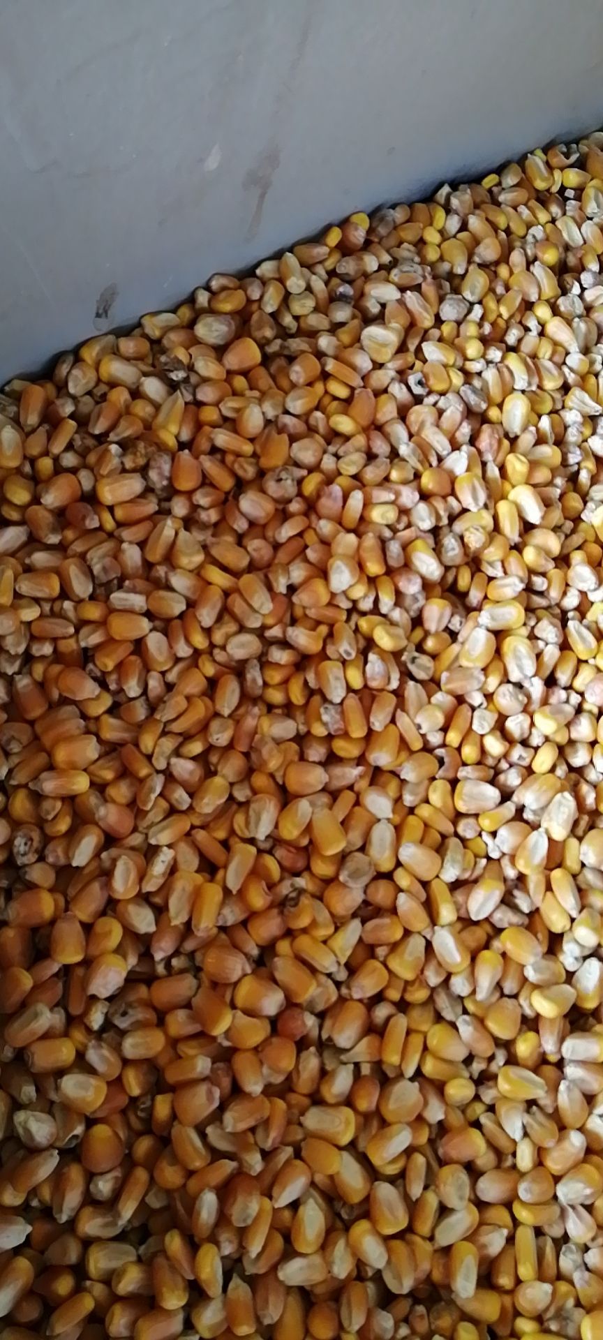 永济市黄玉米粒 玉米地上价格