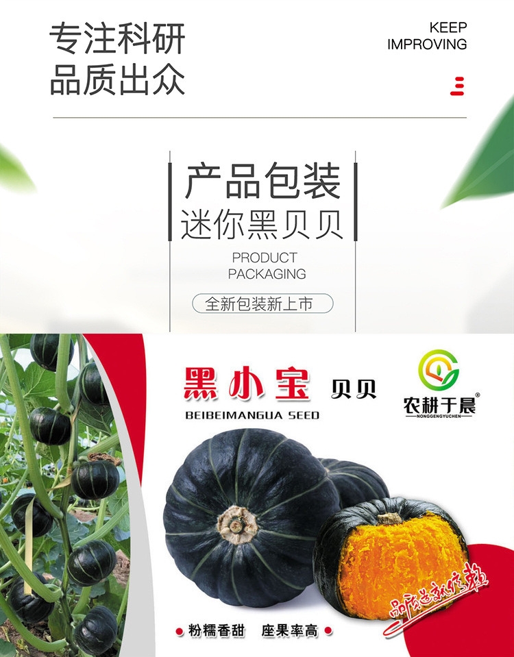 黑贝贝南瓜种子浓香板栗味小南瓜种籽粉面香甜种源四季蔬菜子