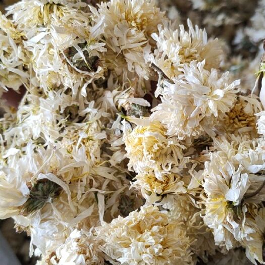 亳州 收购各种干菊花.供应各种菊花苗.