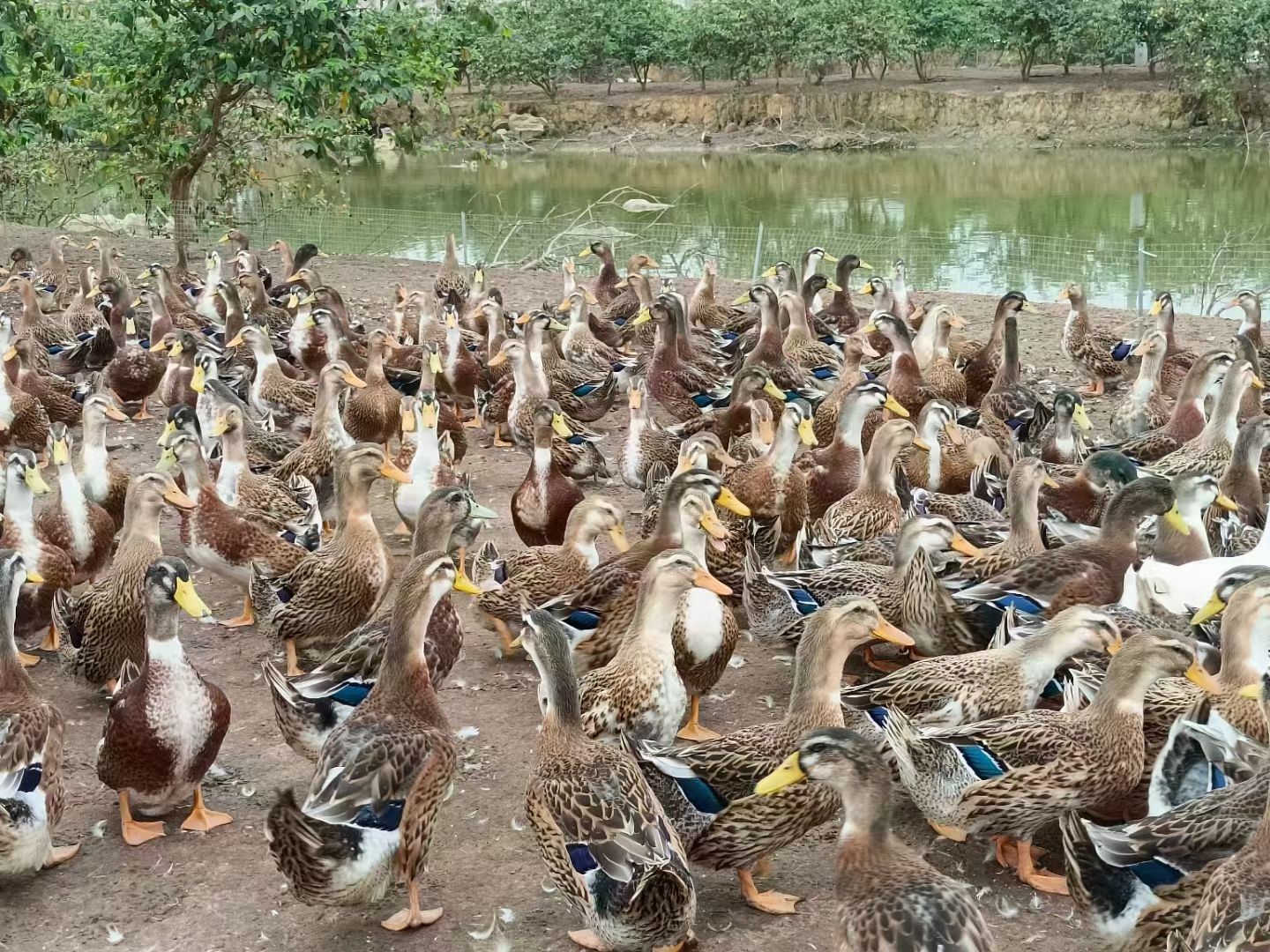 麻鸭供应...................