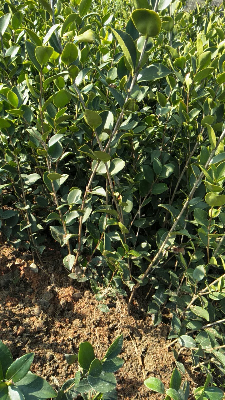 油茶树苗  高产嫁接油茶苗，长林系列。
