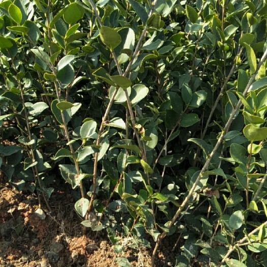 宜春油茶树苗  高产嫁接油茶苗，长林系列。