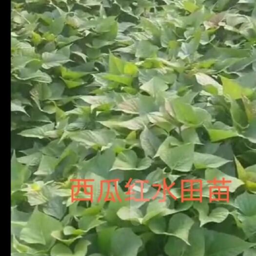 吴川市西瓜红红薯苗  西瓜红薯苗，大田苗，脱毒薯苗