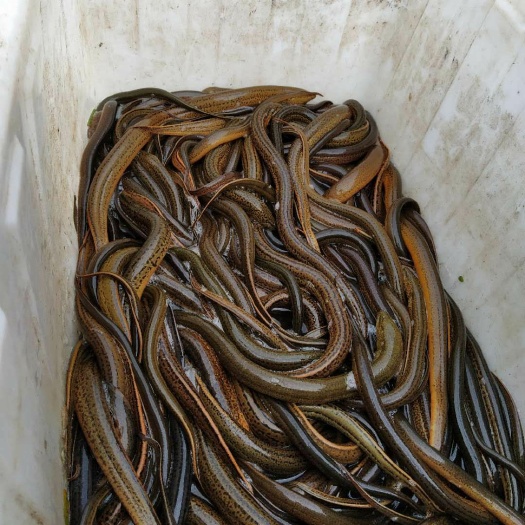 监利市湖北监利稻田土黄鳝，天然鳝鱼泥鳅等水产品直供