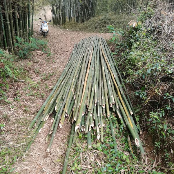 竹竿 高竹排山竹，建筑专用搭架