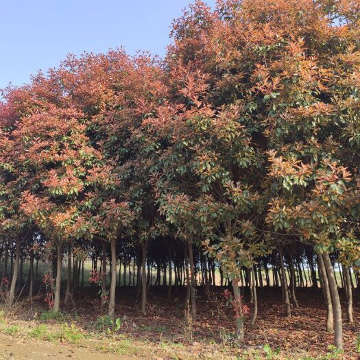 城固县 高杆红叶石楠树3-10公分 30元至80元一棵