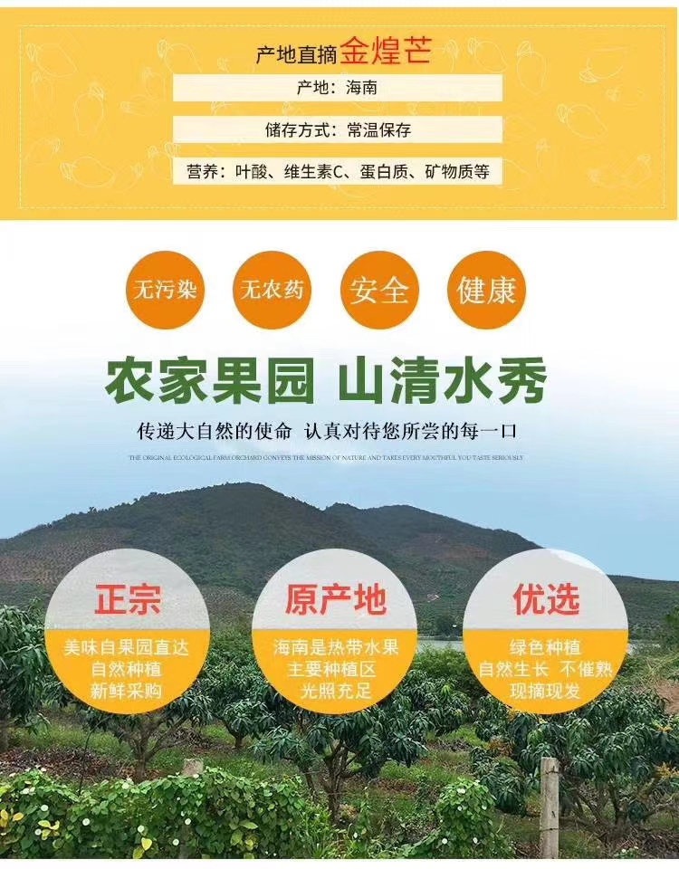 台农芒  芒果