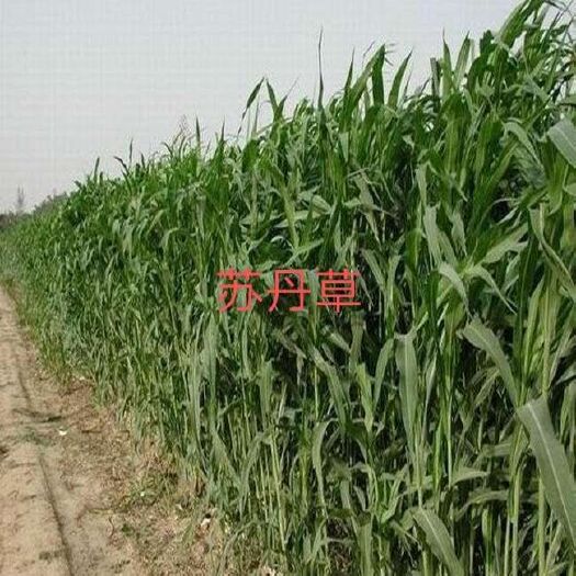 嘉祥县梯牧草种子  苏丹草